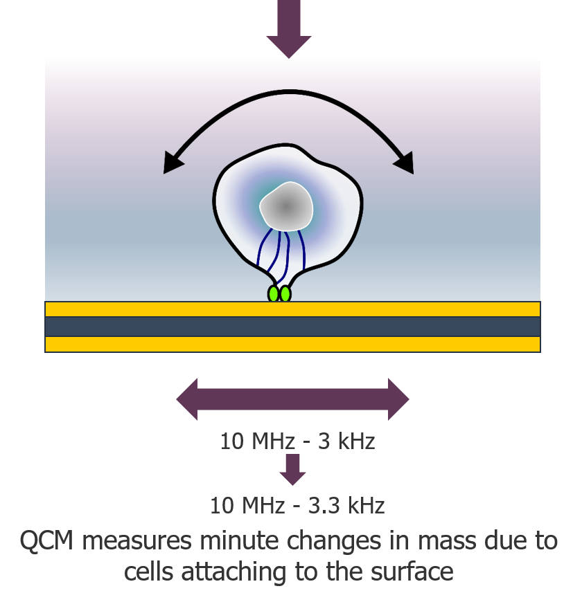 QCM measurment of cells